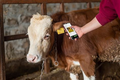 3d rfid tags|rfid tags for livestock.